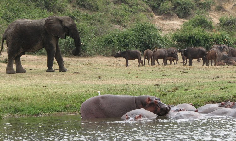 Explore the Mystical Virunga Mountains in Rwanda
