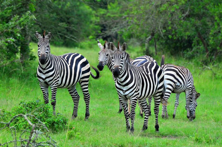 Discover the Wonders of the Serengeti in Tanzania